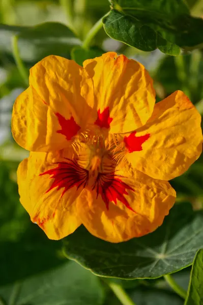 Close Shot Bright Flower — Stock fotografie