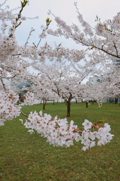 Plano Vertical Sakura Parque Primavera — Foto de Stock