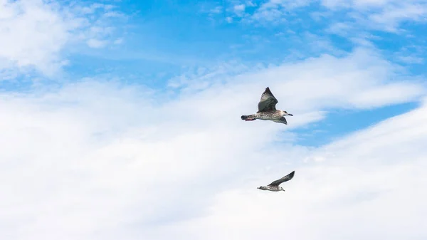 Low Angle Shot Two Seagulls Flying Cloudy Sky — Stock Photo, Image