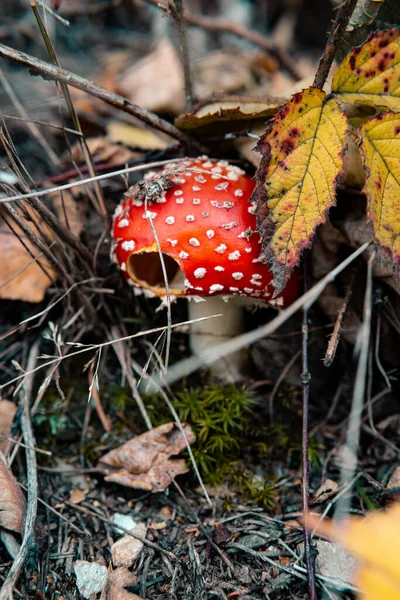Amanita Muscaria Nın Yakın Plan Bir Fotoğrafı Genellikle Sonbahar Ormanlarındaki — Stok fotoğraf
