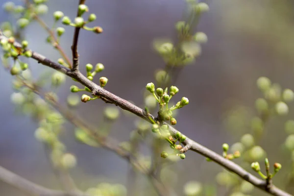 Selective Focus Fresh Buds Tree Branches Springtime — Stock Photo, Image