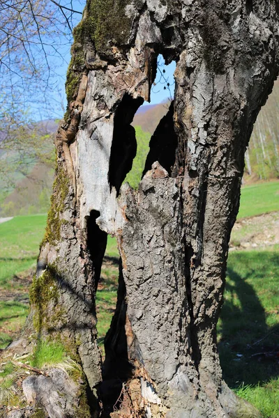 Shot Tree Trunk Holes Hollows — Stock Photo, Image