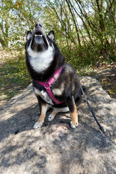 Ein Heulender Schwarzer Shiba Inu Mischlingshund Ruht Park — Stockfoto