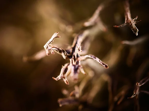 干枯植物的特写镜头 — 图库照片