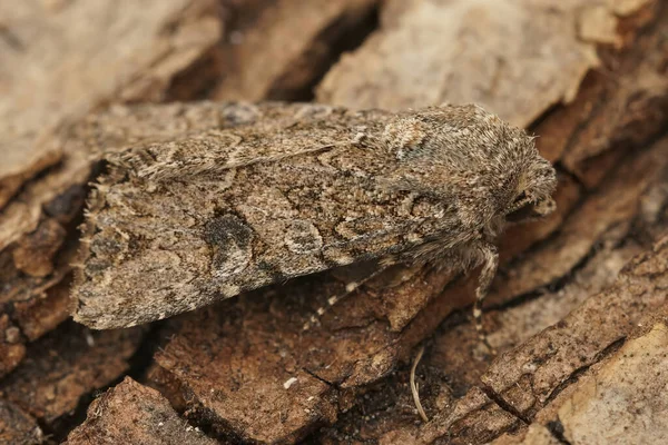 Closeup Nutmeg Moth Anarta Trifolii — ストック写真