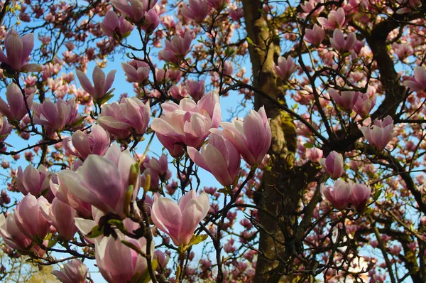 Magnolia Tree Full Bloom Bad Homburg Palace Park Magnolia Soulangeana — Stock Photo, Image