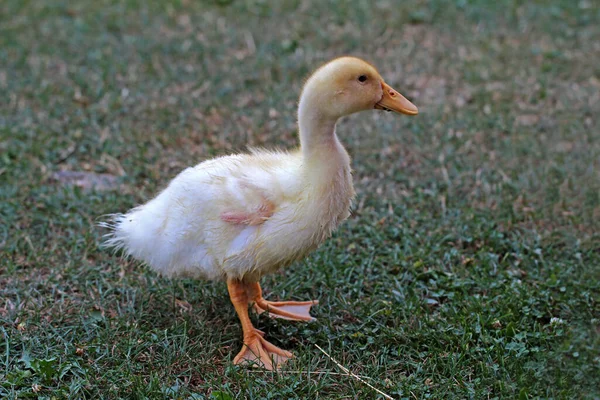 Ein Schuss Einer Jungen Ente Auf Dem Grünen Gras Einem — Stockfoto