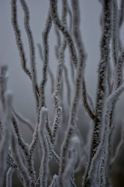 Tiro Seletivo Foco Galhos Minúsculos Congelados Árvore Nua Inverno Fundo — Fotografia de Stock