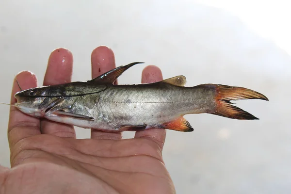Cafish Mistério Cru Mão Peixeiro Indiano — Fotografia de Stock