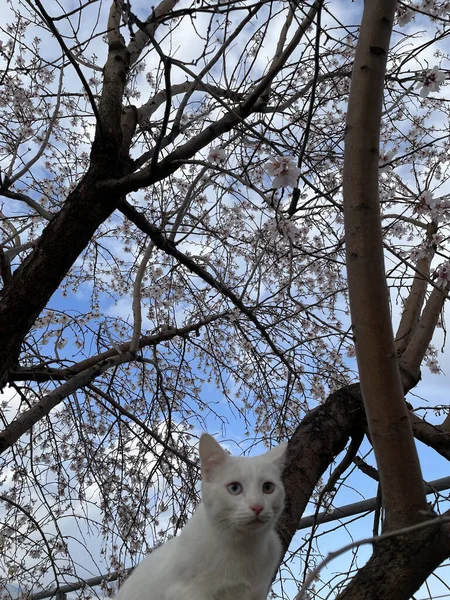 Een Lage Hoek Opname Van Een Witte Kat Een Boom — Stockfoto