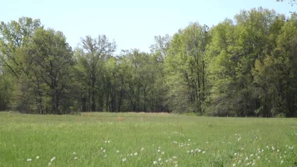 Bellissimo Paesaggio Con Albero Nella Foresta — Video Stock