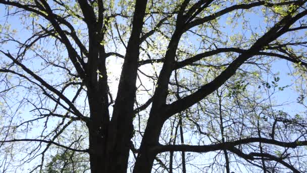 Mavi Arkaplanda Yeşil Yapraklı Ağaç Dalları — Stok video