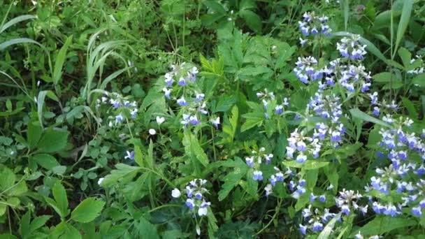 Niebieskie Kwiaty Zielona Trawa — Wideo stockowe