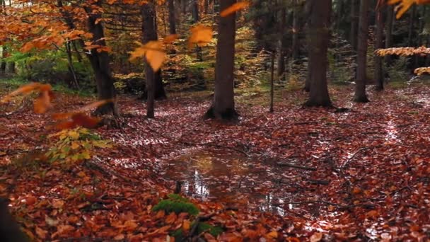 Sonbahar Sezonunda Renkli Dağ Manzarasının Manzaralı Bir Görüntüsü — Stok video