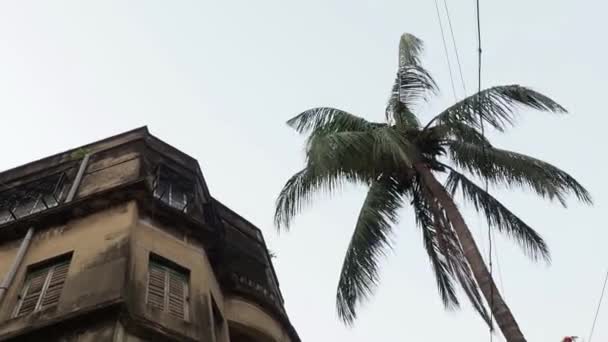 Ruiny Starego Zamindar Bari Dom Bengalu Złym Stanie Drzewa Kokosowego — Wideo stockowe