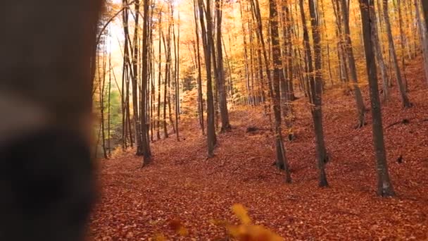 Piękna Sceneria Wczesnej Jesieni Słoneczny Dzień Parku — Wideo stockowe