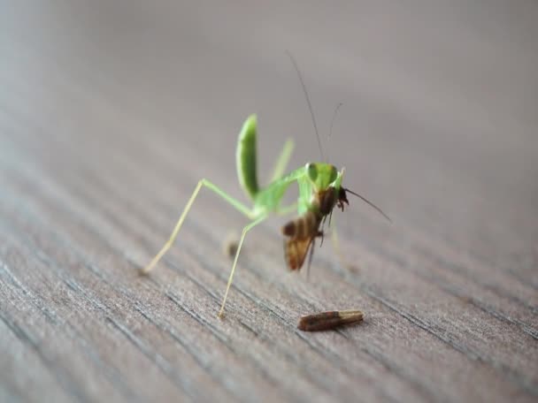 Reuzenaziatische Mantis Hierodula Membranacea Nimf Eten Een Insect — Stockvideo