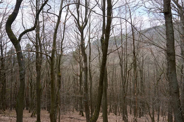 Крупный План Голых Деревьев Осеннем Лесу — стоковое фото