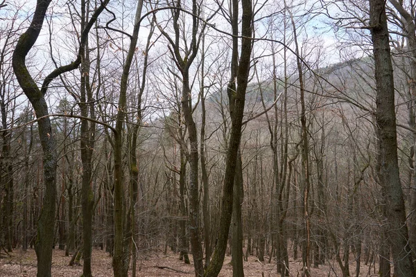 Een Close Van Kale Bomen Het Herfstbos — Stockfoto