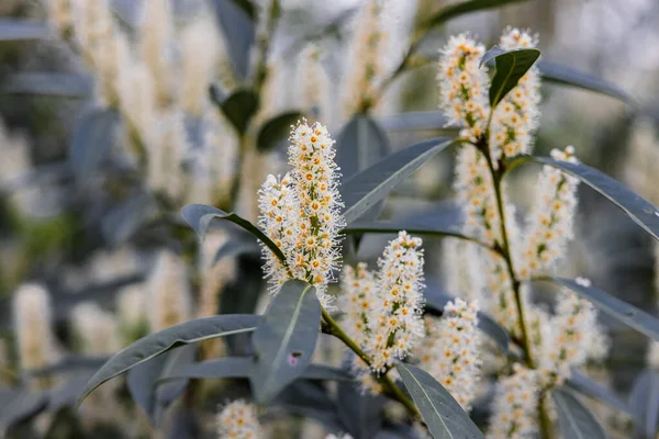 Ein Flacher Schwerpunkt Von Kirschlorbeerblüten Mit Großen Grünen Blättern Den — Stockfoto