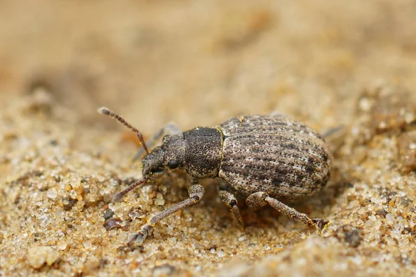 Makroaufnahme Eines Kleinen Rüsselkäfers Der Sandigem Boden Wandelt — Stockfoto