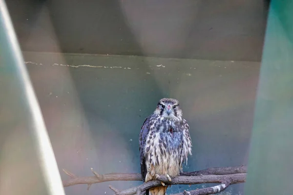 動物園の木の枝に小さな鳥のクローズアップ — ストック写真