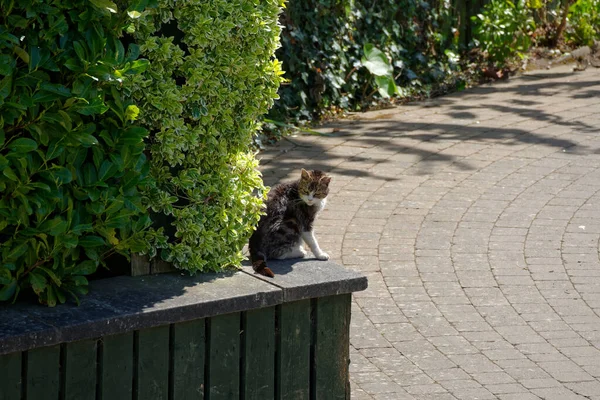 公園の壁には茶色の猫が一匹 — ストック写真