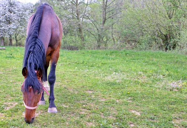 Een Shot Van Een Bruin Paard Het Platteland — Stockfoto