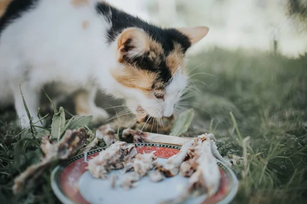 A beautiful brown and black spotted cat eating chicken wings on a plate outside with grass around