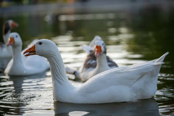 在池塘里游泳的白鸽的选择性聚焦镜头 — 图库照片