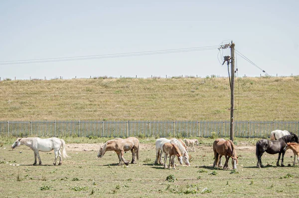 Tiro Close Cavalos Comendo Grama Dentro Uma Área Terra Cercada — Fotografia de Stock