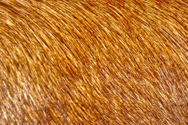 Kahverengi Köpek Vücudunun Yakın Plan Çekimi Yatay Arkaplan — Stok fotoğraf