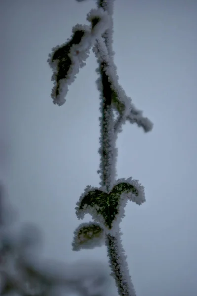 Grund Fokusbild Snöig Kvist Med Små Blad Vintern — Stockfoto