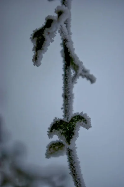 Plano Superficial Una Ramita Nevada Con Pequeñas Hojas Invierno — Foto de Stock