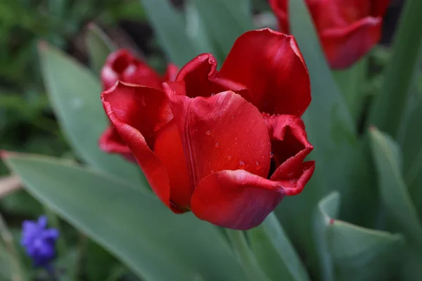 Tiro Hermosos Tulipanes Rojos Primavera Parterre — Foto de Stock