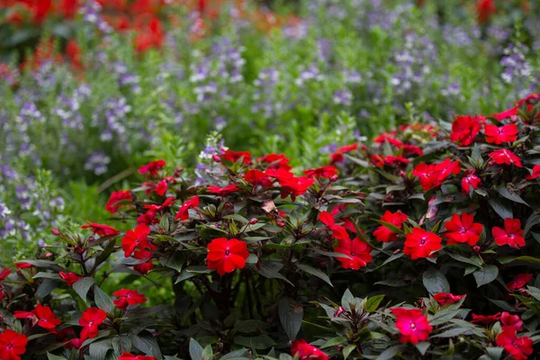 Detailní Záběr Červené Květy Balzaminaceae Genting Highland Kuala Lumpur Malajsie — Stock fotografie