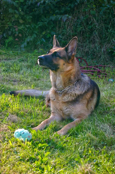Eine Vertikale Aufnahme Eines Niedlichen Schäferhundes Der Auf Dem Gras — Stockfoto