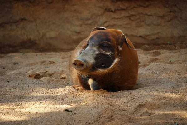 Cerdo Rojo Del Río Potamochoerus Porcus También Conocido Como Cerdo — Foto de Stock