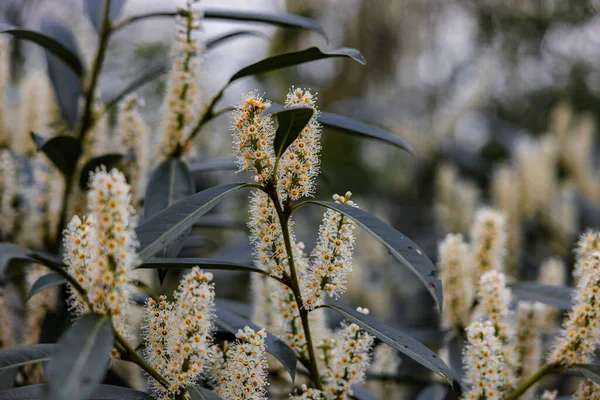 Belles Fleurs Laurier Cerisier Avec Grandes Feuilles Vertes Sur Les — Photo