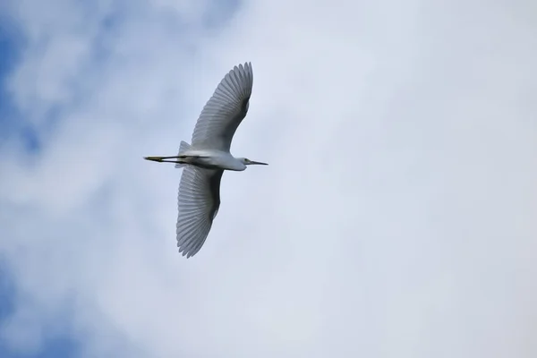 Снежная Цапля Egretta Thula Маленькая Белая Цапля Полете — стоковое фото