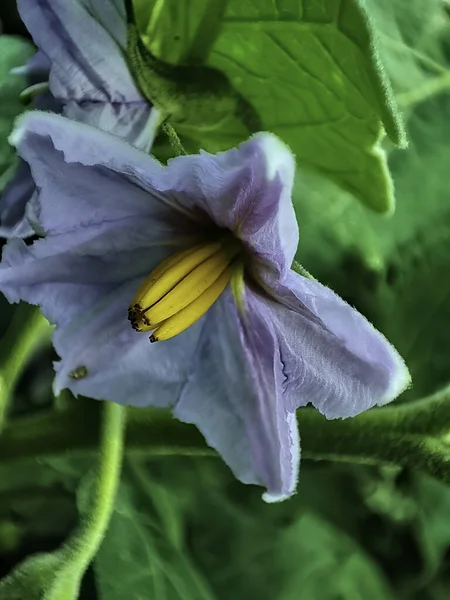 Egy Függőleges Közelkép Egy Brinjal Virágról — Stock Fotó
