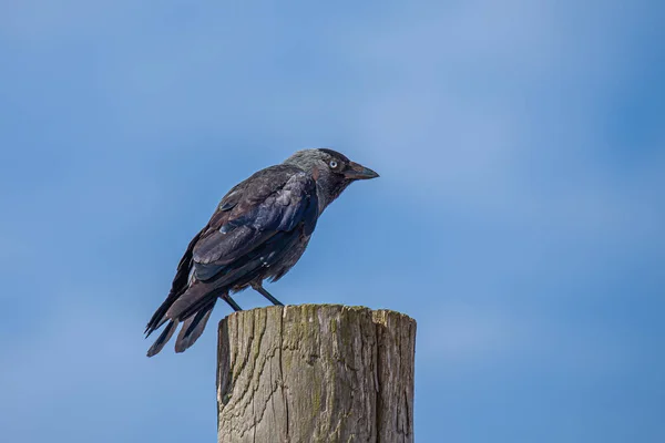 Ritratto Una Taccola Grigia Coloeus Monedula Seduta Palo Legno Con — Foto Stock