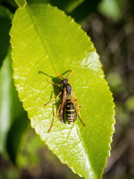 Papier Asiatique Guêpe Insecte Sur Feuille Verte — Photo