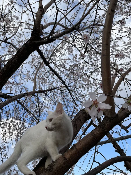 Tiro Ângulo Baixo Gato Branco Uma Árvore — Fotografia de Stock