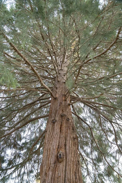 Ein Niedriger Winkel Von Einem Baum — Stockfoto