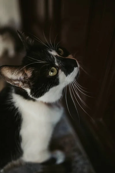 Tiro Vertical Gato Manchado Preto Branco Curioso Olhando Para Cima — Fotografia de Stock