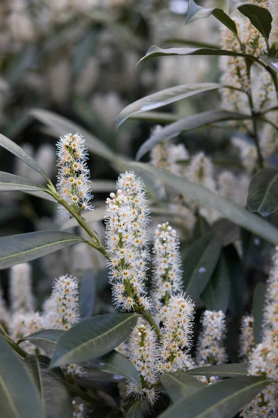 Selektiv Fokus Skott Körsbär Lagerblad Blommande Blommor — Stockfoto