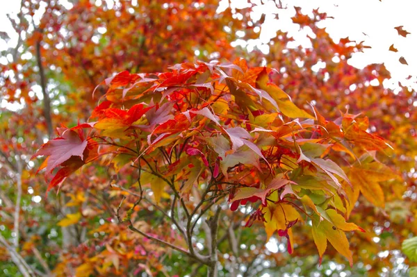 Ein Horizontaler Hintergrund Orangefarbener Ahornblätter Herbst — Stockfoto