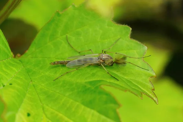 Tiro Macro Mosquito Macho Não Mordedor Uma Folha Verde — Fotografia de Stock