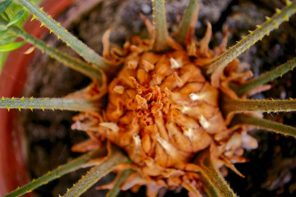 Une Vue Dessus Une Racine Ppalm Plante Intérieur Pot Fleur — Photo